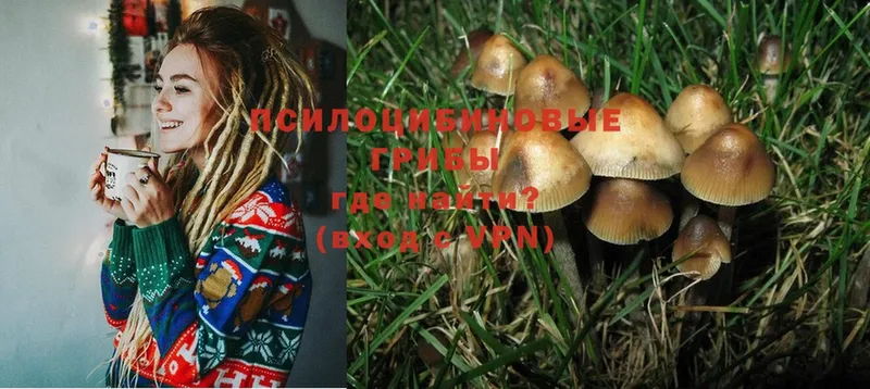 Галлюциногенные грибы Cubensis  где можно купить   Катайск 